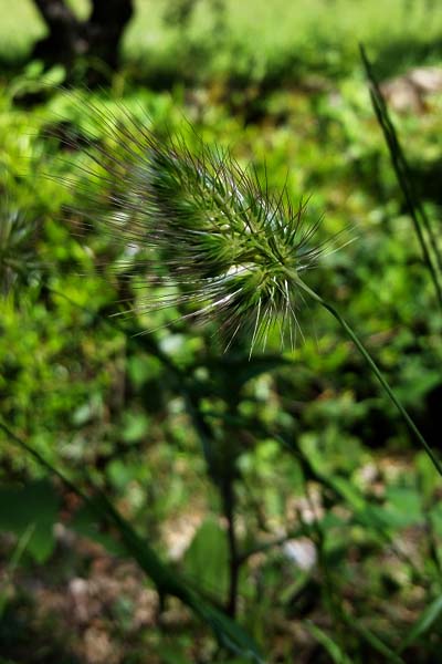 Crételle hérissée
